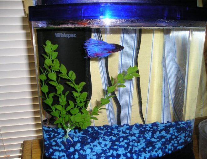 freshwater fish tank (mostly fish and non-living decorations) - This is my 2.5 gallon mini-bow. In it is my blue & red crowntail betta and spotted cory cat. I have another plant that goes in it, just was out when the picture was taken.