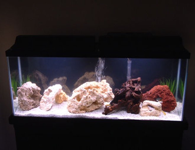 55 gallons freshwater fish tank (mostly fish and non-living decorations) - 55 Gallon Freshwater

12 Assorted African Cichlids (Malawi)

Top Fin 60 Filter
Fluval 305 Canister Filter

5 fake plants, dead coral for decor.