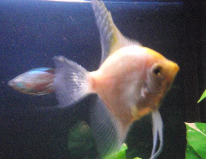 60 gallons freshwater fish tank (mostly fish and non-living decorations) - Golden angel & dwarf rainbow gourami swimming laps.