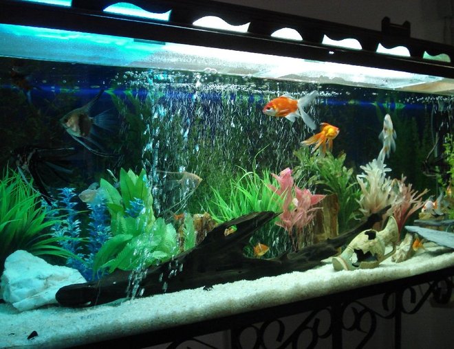 55 gallons freshwater fish tank (mostly fish and non-living decorations) - My first one, I hope you like it.