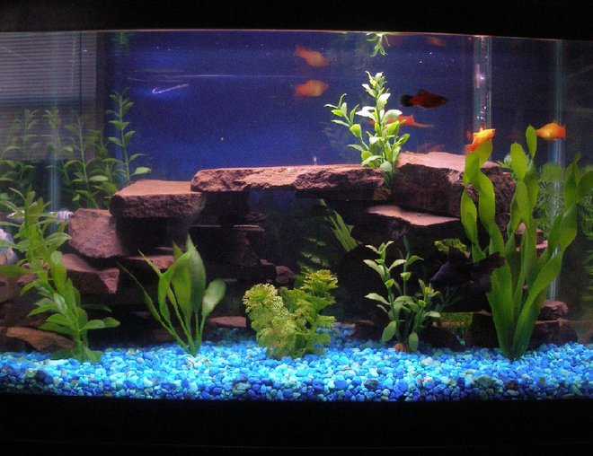10 gallons freshwater fish tank (mostly fish and non-living decorations) - First ever tank. 10 Gal. built the rock ledges with a maryland flagstone used in our koi ponds. 18" bubble wand along back surface is off due to the  finding of 2 really small babies. Led lighting in coves. thanks.