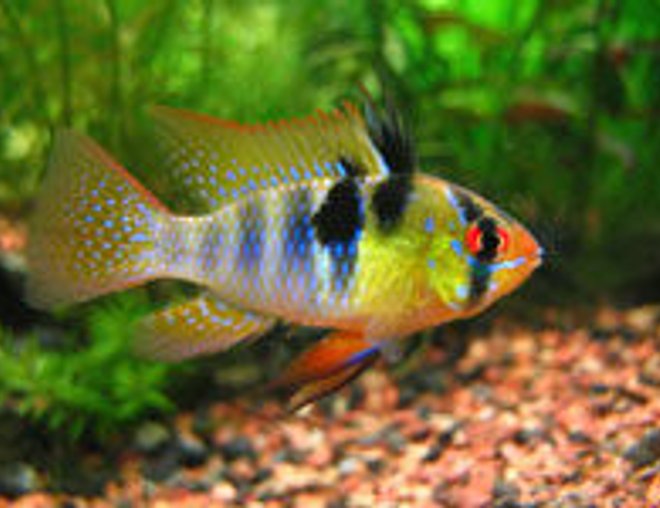 10 gallons freshwater fish tank (mostly fish and non-living decorations) - thats what one looks like but sry my camra broke