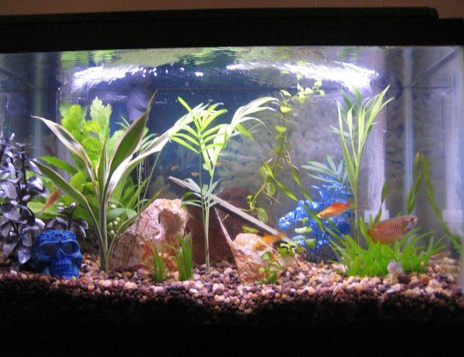 10 gallons freshwater fish tank (mostly fish and non-living decorations) - My 10 Gallon.