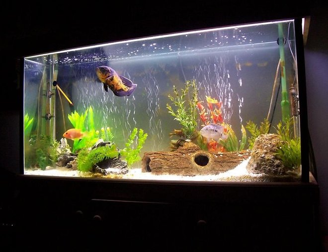 60 gallons freshwater fish tank (mostly fish and non-living decorations) - Sth American Cichlids