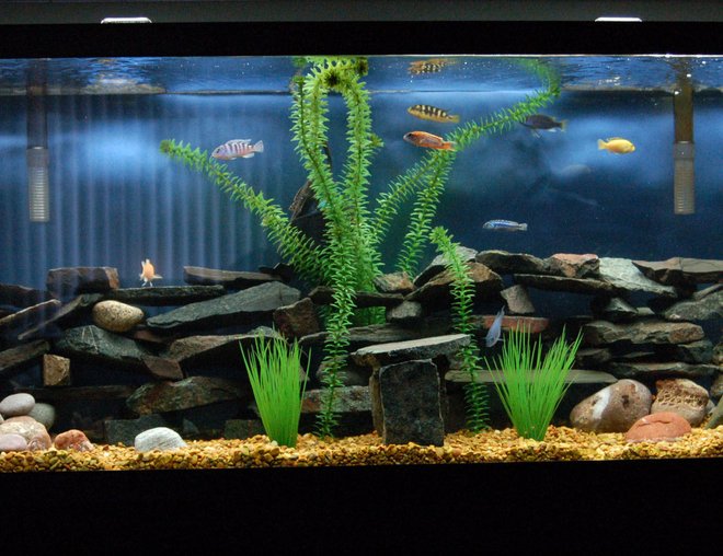 55 gallons freshwater fish tank (mostly fish and non-living decorations) - Mostly Chiclids, 1 rope fish