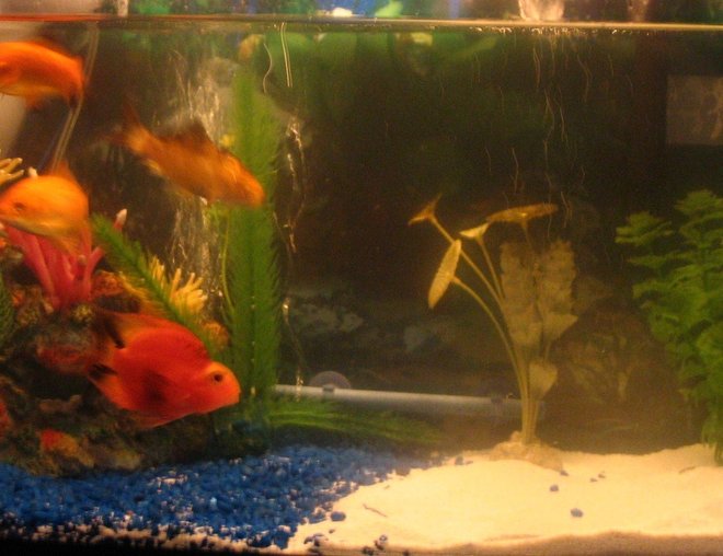 10 gallons freshwater fish tank (mostly fish and non-living decorations) - one Parrot Fish, four gold fish, one blue dragon goby, 2 bottom feeders,