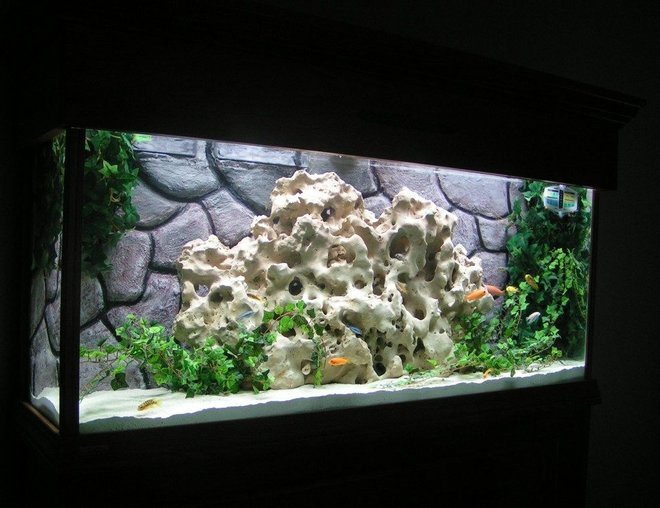 55 gallons freshwater fish tank (mostly fish and non-living decorations) - My first cichlid tank