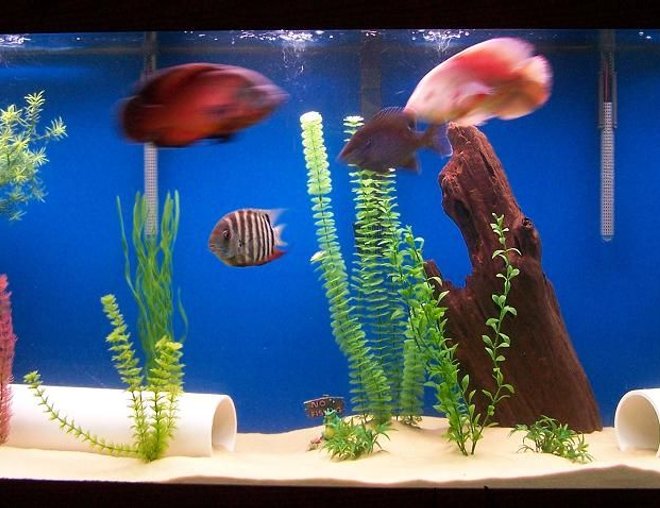 freshwater fish tank (mostly fish and non-living decorations) - 150 gallon;  6 foot long, 18 inches wide, 2 penguin 350 power filters, Aquaclear 110 Power Filter, two 300 watt Visi_Therm Deluxe heaters, 100+ pounds of play sand, fake plants and some decorations, blue painted background.