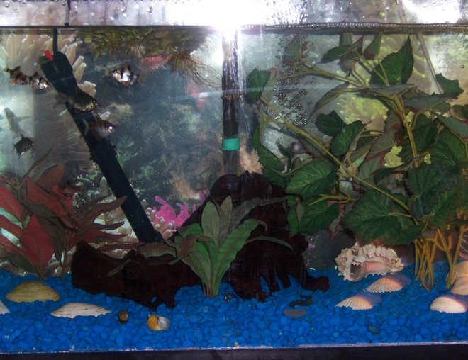 20 gallons freshwater fish tank (mostly fish and non-living decorations) - this 20 gallon has 4 Tiger Barbs,2 Green Tiger Barbs,2 Black Skirt Tetras,2 Serpa Tetras,2 Platies,1 Columbian Shark,1 Amando Shrimp,1 Frog and 8 Snails,also added 4 yellow mollies