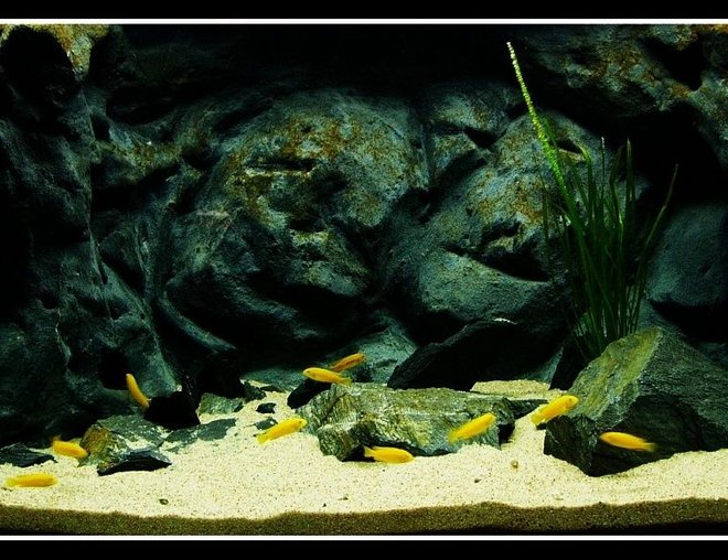 55 gallons freshwater fish tank (mostly fish and non-living decorations) - my 200L , m.johannii, vallisneria