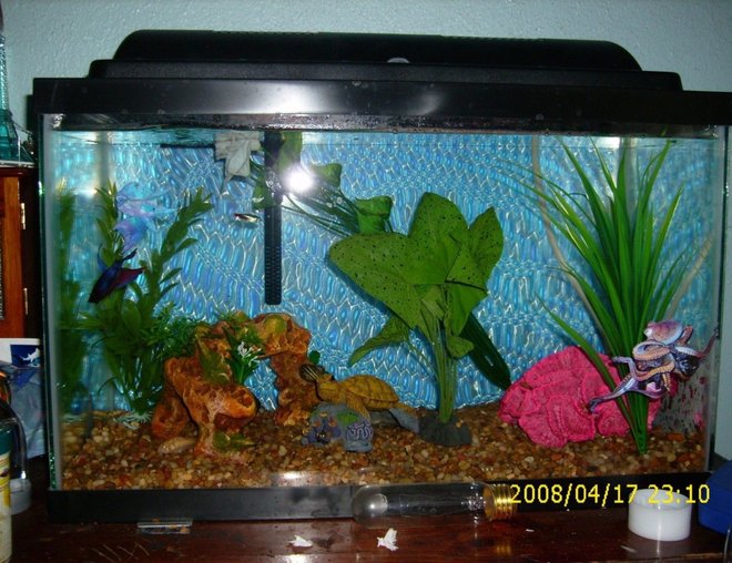 10 gallons freshwater fish tank (mostly fish and non-living decorations) - my betta Fred is the boss in there