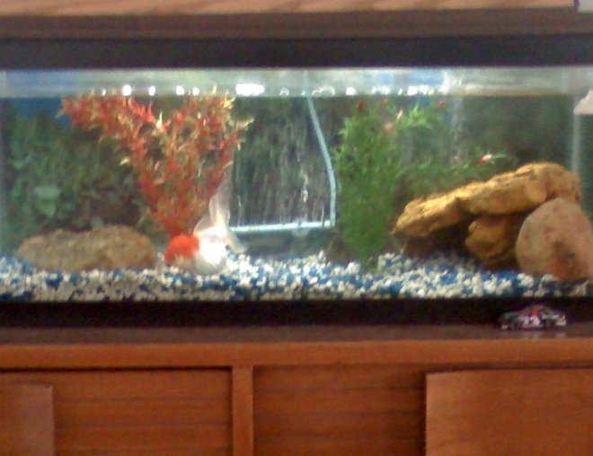 20 gallons freshwater fish tank (mostly fish and non-living decorations) - Freshwater tank with Japanese Oranda