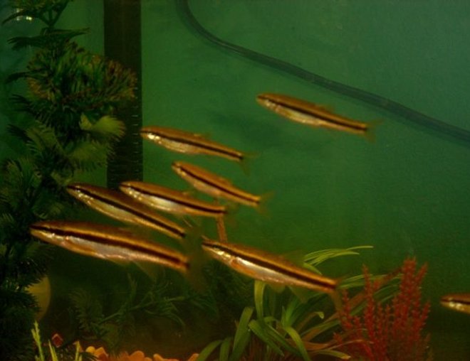 10 gallons freshwater fish tank (mostly fish and non-living decorations) - school of black nosed dace