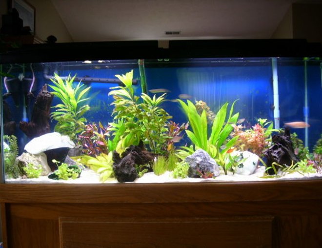 55 gallons freshwater fish tank (mostly fish and non-living decorations) - 55 gal planted aquarium-set up 5/2007.