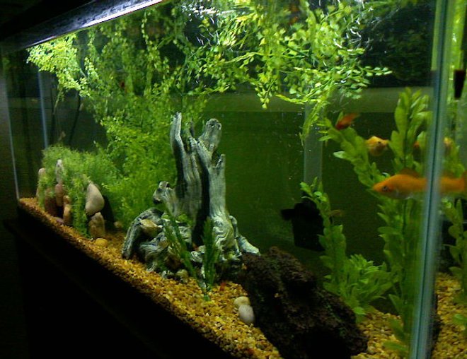 55 gallons freshwater fish tank (mostly fish and non-living decorations) - This is our first tank what do you think about it?