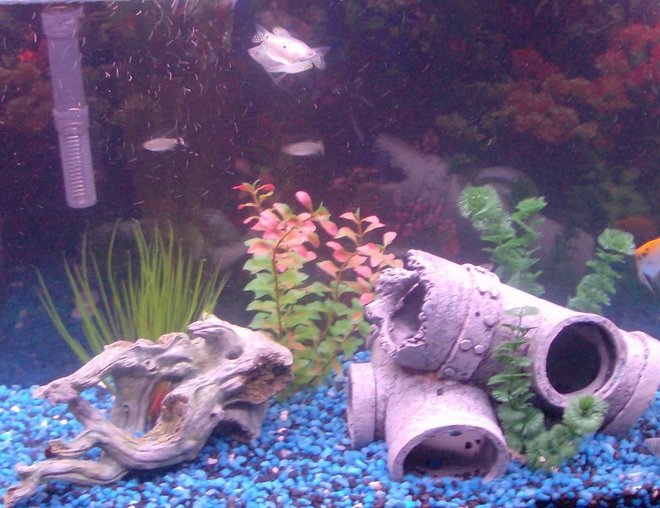 55 gallons freshwater fish tank (mostly fish and non-living decorations) - additional pic