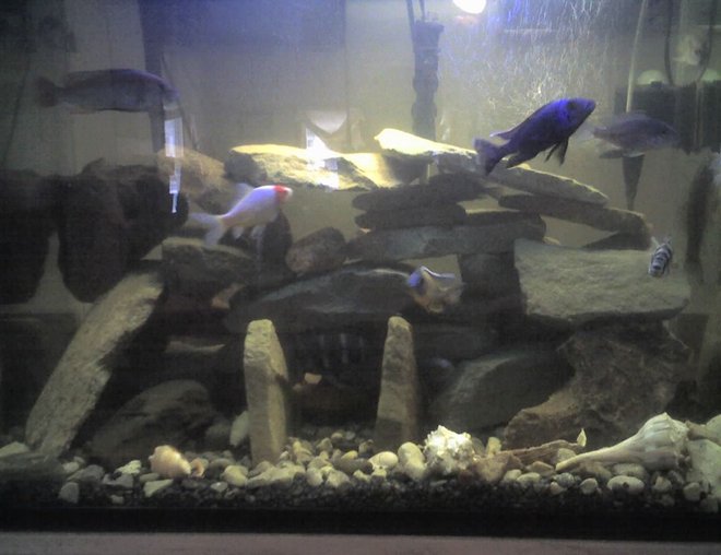 60 gallons freshwater fish tank (mostly fish and non-living decorations) - another view of the new setup