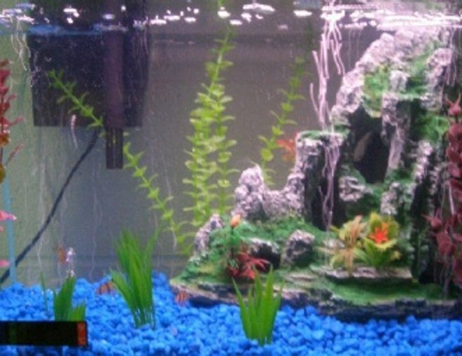 10 gallons freshwater fish tank (mostly fish and non-living decorations) - My 10 gallon tank with 6 tiger barbs, 1 chinese algae eater and 1 mini crab
