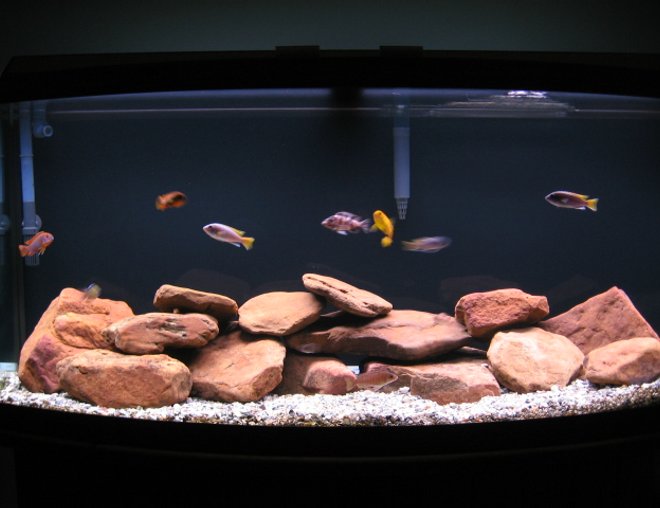 72 gallons freshwater fish tank (mostly fish and non-living decorations) - The Box Of Water