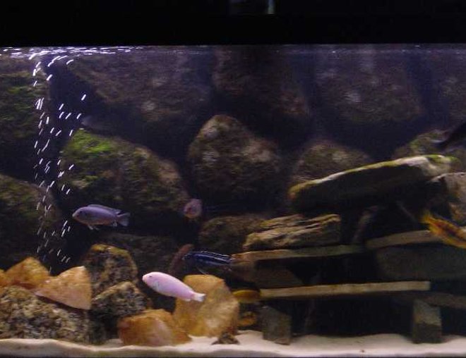 75 gallons freshwater fish tank (mostly fish and non-living decorations) - Malawi Tank