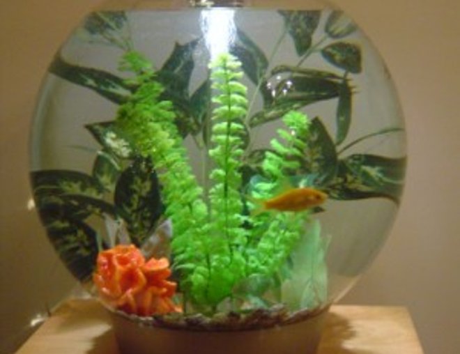 10 gallons freshwater fish tank (mostly fish and non-living decorations) - This is Bob in his 60L (10 gallon) BiOrb tank.