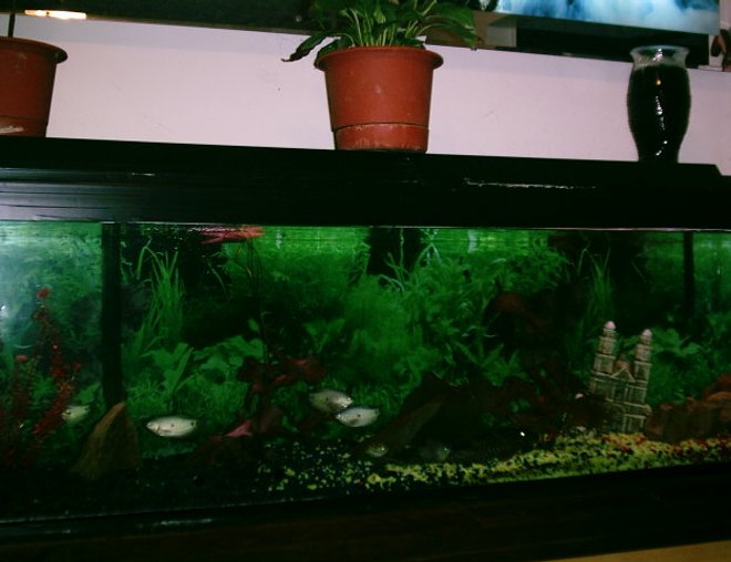 100 gallons freshwater fish tank (mostly fish and non-living decorations) - 100 gallon tank with two live plants, two fake plants, big rocks for fish to hide in, one castle, two filters, five Gaumis, six Convict Cichilds, one Spotted Puffer, One Angel Fish, and one Lg Pleco.