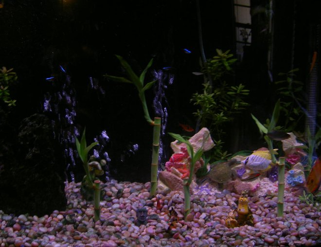 46 gallons freshwater fish tank (mostly fish and non-living decorations) - 46 bow front with live plants.