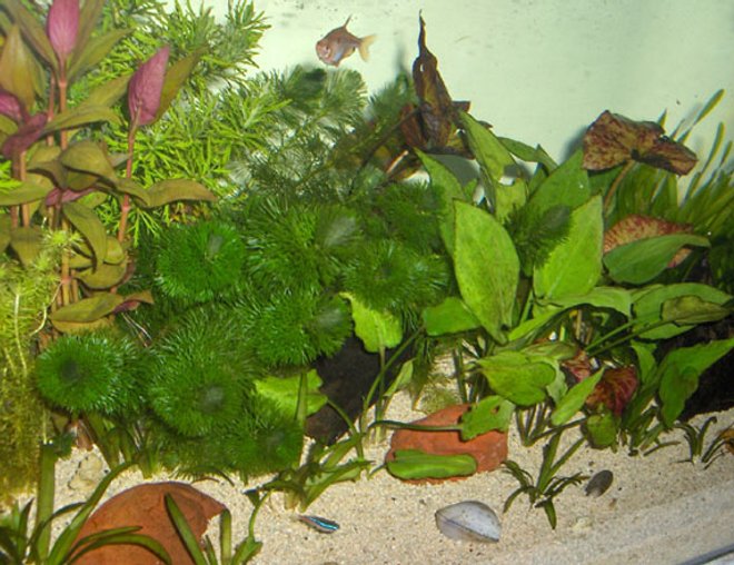 50 gallons freshwater fish tank (mostly fish and non-living decorations) - This is the old photo, I will update with the new one soon.