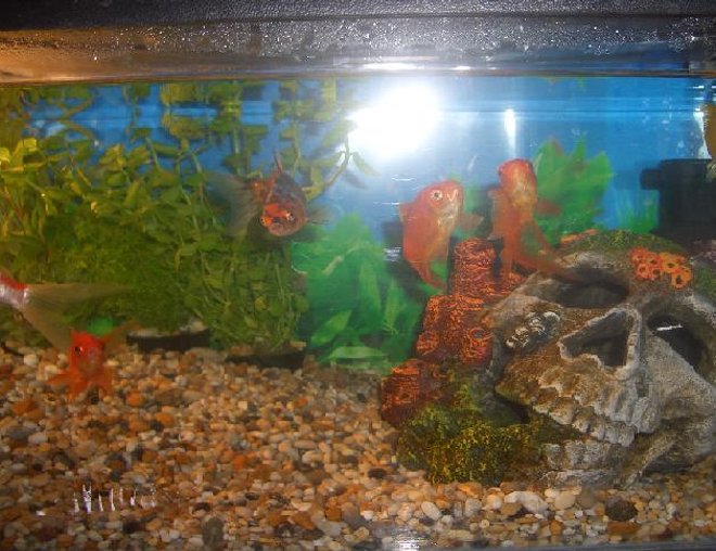 10 gallons freshwater fish tank (mostly fish and non-living decorations) - sams excellent tank