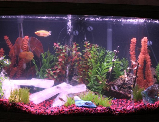 46 gallons freshwater fish tank (mostly fish and non-living decorations) - This tank has two bubblers.  One in the back right, and one in the center.  There are 4 Hi-Lites:  (Green, Red, Purple and Blue) that we use to enhance the bubbles, and the "Ice" at night.