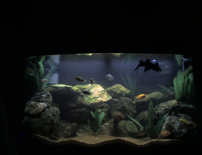 55 gallons freshwater fish tank (mostly fish and non-living decorations) - New Photo