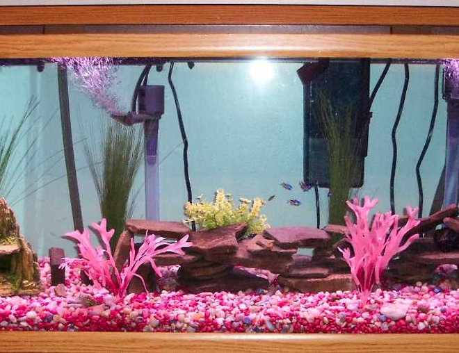 75 gallons freshwater fish tank (mostly fish and non-living decorations) - 75 Gallon Oceanic. UGF ran by 2 Marineland Maxi Jet 600 Power heads, Magnum 350 Pro Canister Filter with 2 biowheels, and temporaraly using a Marineland HOT filter as well.  I currently have a school of Neons but will be switching to a Malawian tank as soon as it is fully established. No the gravel is not pink, I don't know why the photo looks that way but it is natural pebble and some red.