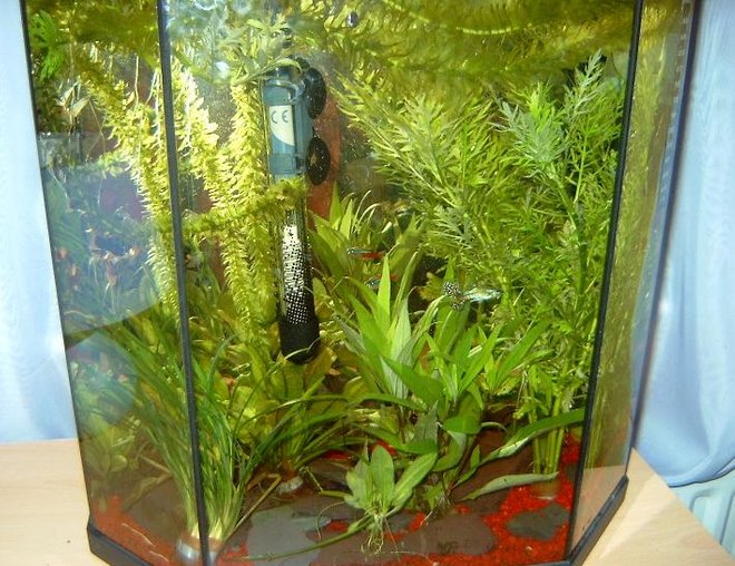 10 gallons freshwater fish tank (mostly fish and non-living decorations) - freshwater tank