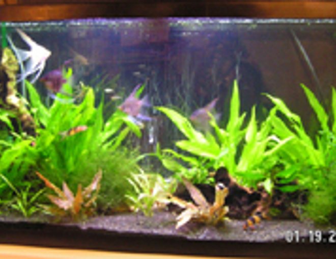 40 gallons freshwater fish tank (mostly fish and non-living decorations) - 40 gal planted tank.