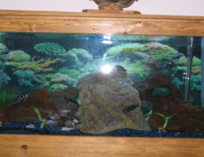 90 gallons freshwater fish tank (mostly fish and non-living decorations) - freshwater