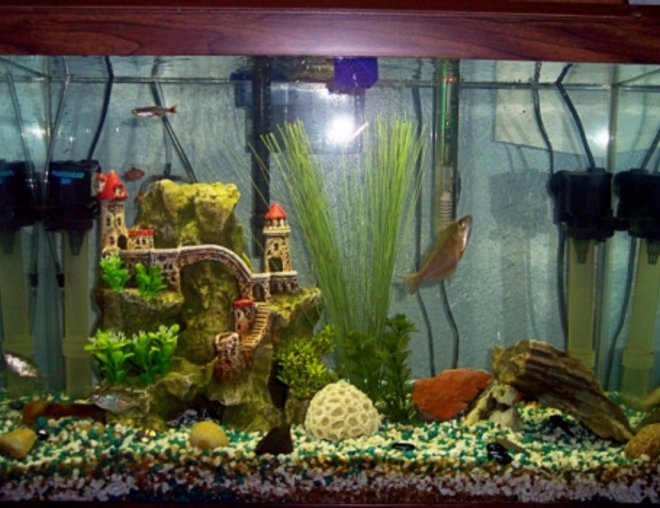 20 gallons freshwater fish tank (mostly fish and non-living decorations) - My 20 Gal. H Fish Tank With 14 Fish!!!