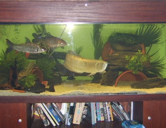 120 gallons freshwater fish tank (mostly fish and non-living decorations) - 6' 2' 2', 2ft silver arowana, 2x17" cigar barbs, 2x19" tiger shovelnoses, red tail catfish tail hangin oot left hand side.