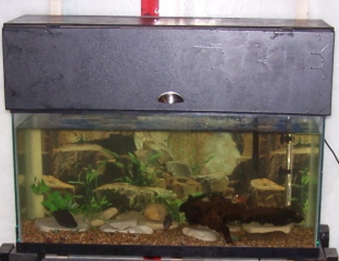 35 gallons freshwater fish tank (mostly fish and non-living decorations) - This is my freshwater tank with 3 red bellied pirhanas.