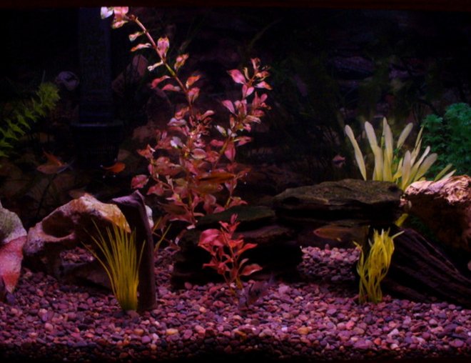 30 gallons freshwater fish tank (mostly fish and non-living decorations) - My tank.  For some reason this website seems to darken the pictures.  I'll have to play around with photoshop some more.