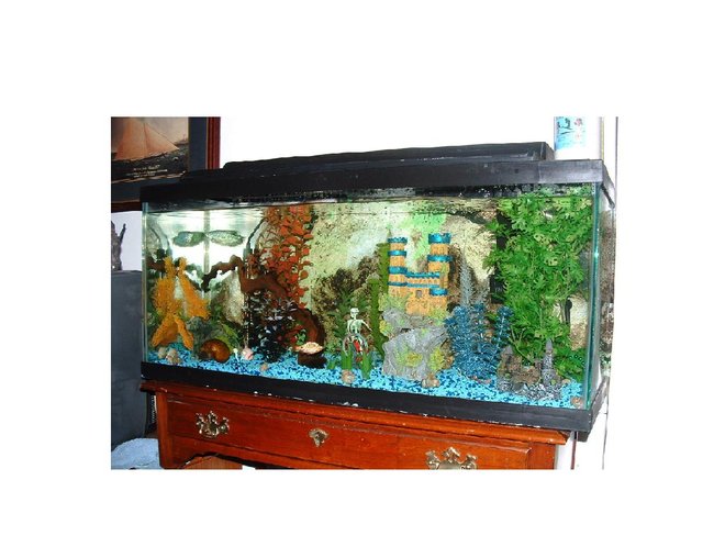 30 gallons freshwater fish tank (mostly fish and non-living decorations) - This is my first tank but it has been up and running with good success for over a year now.  My oldest fish is my Opaline Gourami at just over a year old and my newest is my Phantom Tetra and Dalmation Balloon Molly. I got them a month ago. UPDATE - Just got a Rhino Plecostomus.  Cool little guy. Can't wait till he gets bigger.