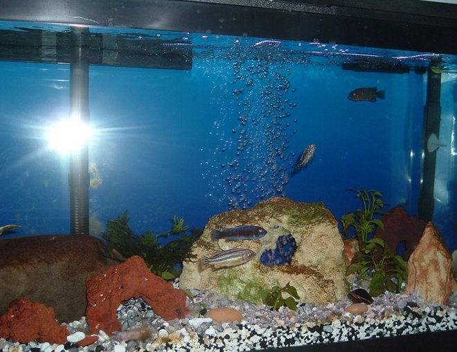 30 gallons freshwater fish tank (mostly fish and non-living decorations) - Cichkids' Tank
