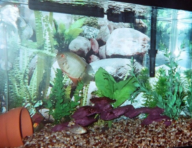 20 gallons freshwater fish tank (mostly fish and non-living decorations) - 20 Gal