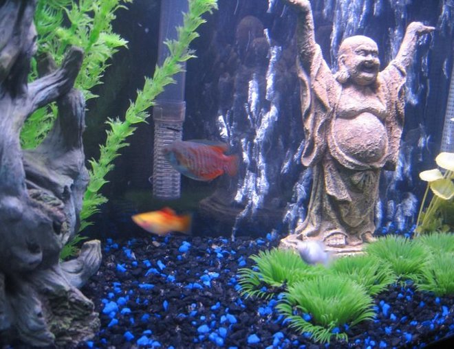 55 gallons freshwater fish tank (mostly fish and non-living decorations) - close up of buddha statue