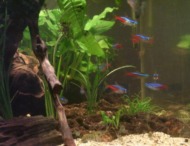 20 gallons freshwater fish tank (mostly fish and non-living decorations) - a side shot of my aquarium aquascape.
