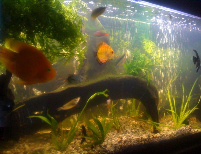 55 gallons freshwater fish tank (mostly fish and non-living decorations) - tank