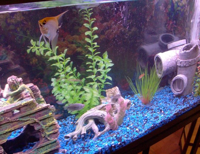 55 gallons freshwater fish tank (mostly fish and non-living decorations) - Angelfish waiting on dinner to be served.
