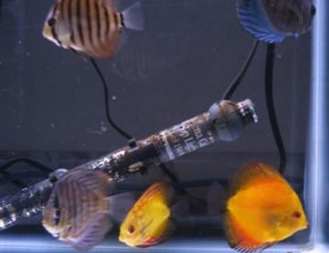 55 gallons freshwater fish tank (mostly fish and non-living decorations) - 20 gallon discus grow out tank