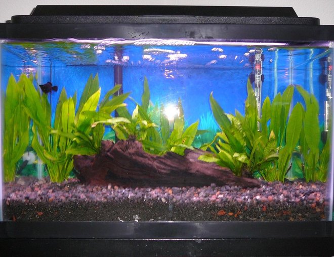 10 gallons freshwater fish tank (mostly fish and non-living decorations) - 02 July 2008 (1 Balloon Molly, 1 Otocinclus Catfish, Java Fern, Amazon Sword)