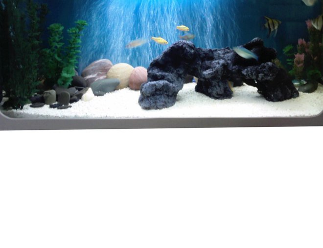freshwater fish tank (mostly fish and non-living decorations) - My first tank attempt!