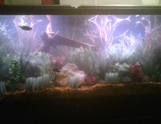 55 gallons freshwater fish tank (mostly fish and non-living decorations) - A few live plants, but mostly fake plants.